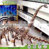 Museum Exhibition Dinosaur Fossil