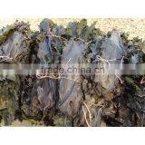 Big sheet fresh water washed roasted processing dried kelp seaweed