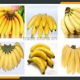 Leader Green Banana Skin Peeler /green Banana Skin Removing Machine Whatsapp:+8618336073732 thumbnail-6