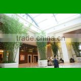 Simulation outdoorBamboo Tree / indoor home decoration bamboo tree/ artificial bamboo /fake bamboo