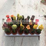 Baby Cactus Plant thumbnail-2