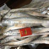 Good Quality of Frozen Ribbon Fish 120-300g thumbnail-1