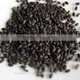 'Genovese' Basil thumbnail-2