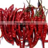 Indian Chilli for Sale