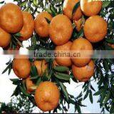 New Crop Fresh Mandarin Orange