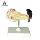 Model of Spleen Pancreas And Duodenum