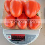 Marina F1 (Pelleted) Hybrid Tomato Seeds thumbnail-6