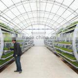 Factory Price Commercial Greenhouse Plastic thumbnail-3