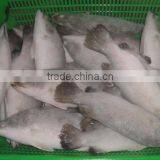 Asian Sea Bass Buyer/ Importer thumbnail-2