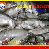 FROZEN W/R INDIAN MACKEREL thumbnail-5