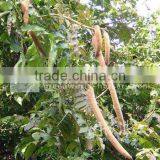 Markhamia Lutea thumbnail-1