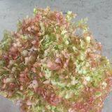 Preserved Dyed Fresh Hydrangea for Bridal Shower Decorations