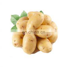 Free Sample Potato Powder Protein 5% Dry Potato Powder thumbnail-2