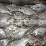 Frozen butterfish for feed 88-107g