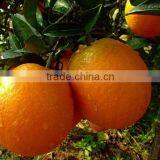 New Fresh Navel Orange Price With Good Quality