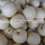 Fresh ya Pear Supplier thumbnail-1