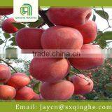 shanxi sweet red star apple fruit