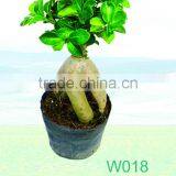 Ficus Microcarpa thumbnail-1