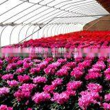 Modern Plastic Film Greenhouse With Steel Skeleton and Hot Drip Galvanized Bolt for Vegetable and Flower Grow for Hot Sale thumbnail-3