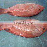 Frozen Red Snapper From Zhejiang of China thumbnail-2
