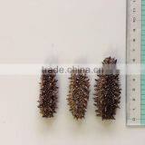 Collagen , Healthy , to Buy Sea Cucumber at Reasonable Prices , Small Lot Order Available thumbnail-1