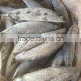 Sea Frozen Bonito Tuna thumbnail-5