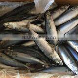 2016 Landing Sea Frozen Mackerel 200-250g thumbnail-6