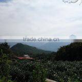 Loose Tea Bag Detox Well Known Flavor Black Tea thumbnail-5