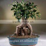 Artificial Bonsai Tree Topiary Gingseng Ficus Bonsai Tree thumbnail-2