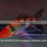 Butterfly Koi Fish For Sale / Aquarium Fish Export thumbnail-4