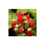 Transfer Printing|calico Paper||printed Pattern|Heat Transfer Printing Paper|Transfer Printing thumbnail-1