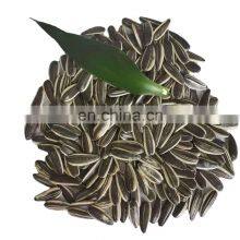 Chinese Sunflower Seeds Factory Looking for Import and Export Partners