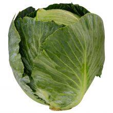 Wholesale Fresh Cabbage thumbnail-2