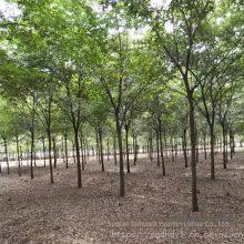 Red Beech Tree thumbnail-4