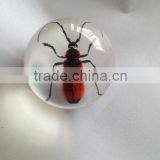 Professional Wholesale Inflatable Clear Plastic Ball With Human Ember Embedded thumbnail-5