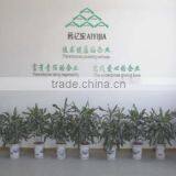 Fujian Aiyijia Electronic Co., Ltd. company overview - view 1 thumbnail