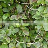 Gymnema Sylvestre thumbnail-1