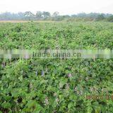 Best Selling Goose Likes High Protein Lablab Bean Seeds thumbnail-1
