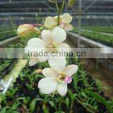 Dendrobium Hybrids Orchid Dendrobium Plant