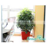 Garden Planter Pot,flower Pot,self-watering Planter,nursery Pots,Sub-irrigation System Planter Pot,Desktop Planter thumbnail-4