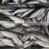 New Fish Frozen Horse Mackerel Seafood thumbnail-1