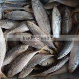 Frozen Seafood Horse Mackerel New Fish Horse Mackerel thumbnail-3