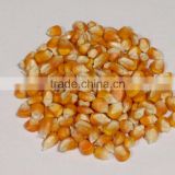 High quality Maize Dried Corn