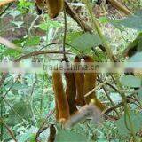 Mucuna Pruriens thumbnail-2