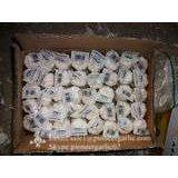 2017 Crop Snow Pure White Garlic 5.5cm In Mesh Bag thumbnail-4