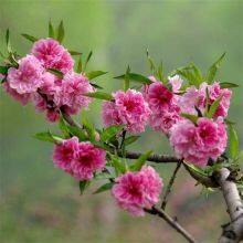 Price List of Small Prunus Persica Var. Duplex Seedlings, Quotation of Prunus Persica Var. Duplex, One Prunus Persica Var. Duplex Tree thumbnail-4