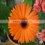 Fresh Cut Flower Processing Gerbera Type and White Red Yellow Pink Purle thumbnail-6