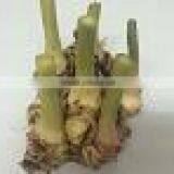 Organic Galangal Old