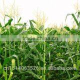 Set of 2 Maize Weaved Remote Storage Baskets thumbnail-4