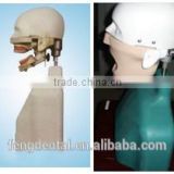 Hot sale and high quality Senior Simulation Manikin AC-P53